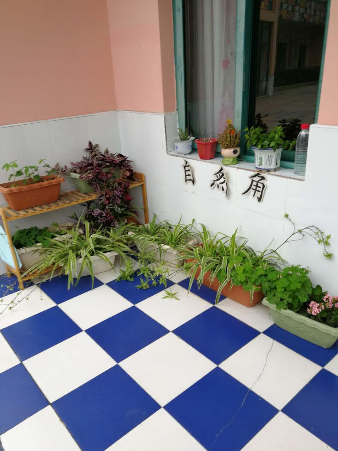 区角绿色植物